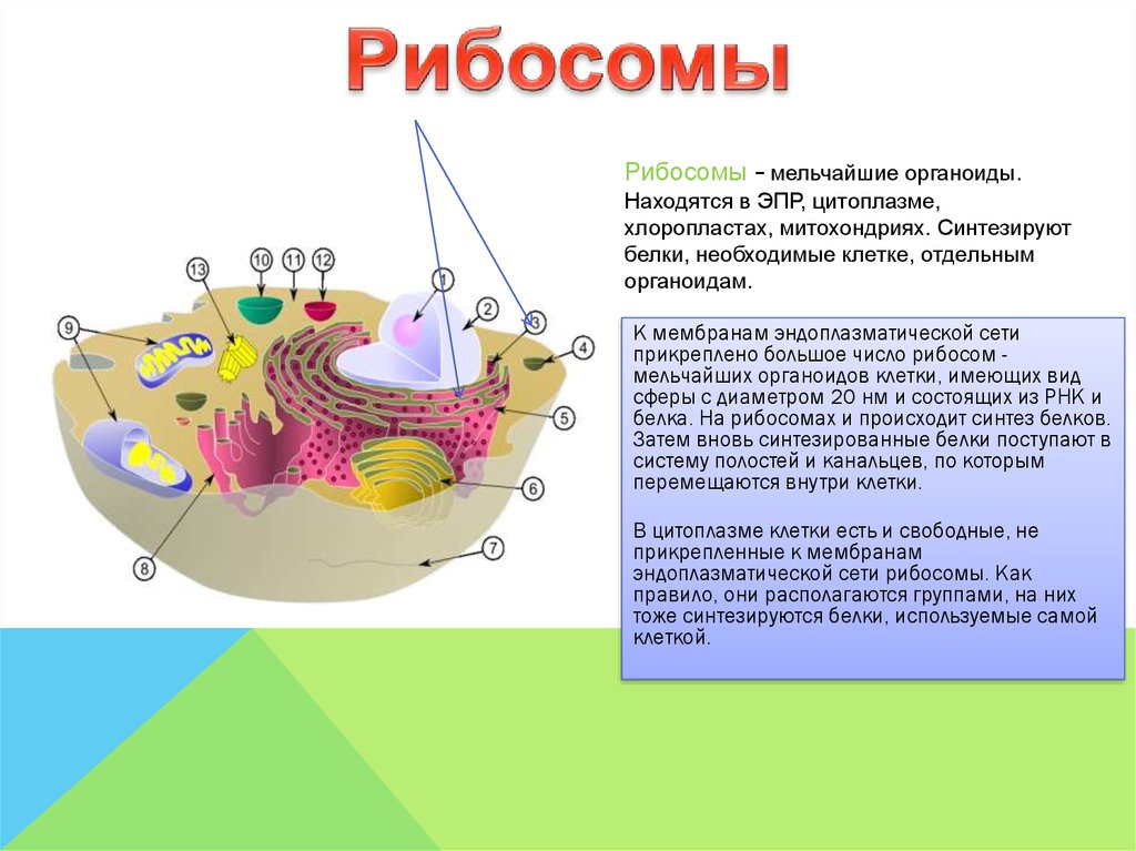Строение клеток мембранные органоиды. Строение клетки мембрана цитоплазма органоиды ядро. Клеточные органоиды ядра мембраны. Органоиды клетки, основная функция которых – Синтез белка. Одномембранные органоиды клетки эндоплазматическая сеть.