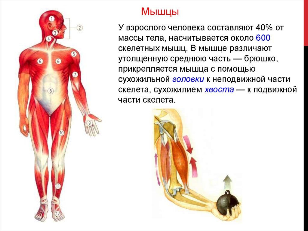 Организм взрослого. Масса скелетных мышц у человека составляет от общей массы тела. Масса скелетной мускулатуры у взрослого человека составляет. Мышцы от массы тела человека составляют:. Мышцы взрослого человека составляют от общей массы тела.