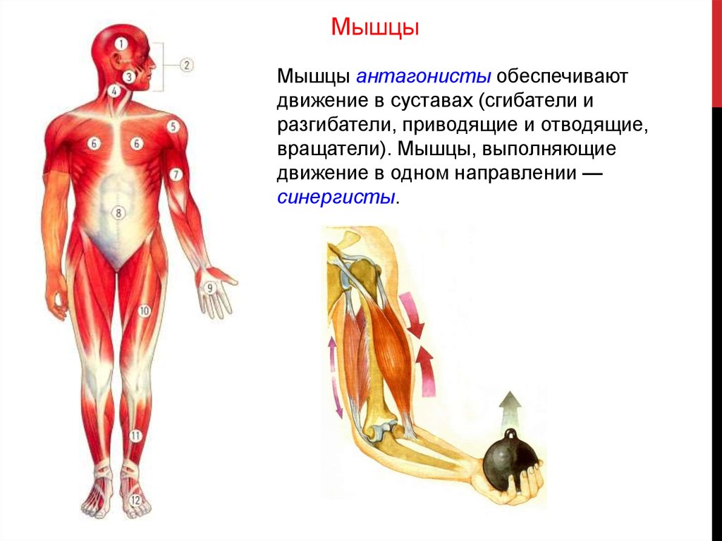 Мышцы выполняющие. Сгибатели разгибатели синергисты антагонисты. Мышцы нижних конечностей синергисты и антагонисты. Таблица мышцы синергисты и антагонисты сгибатели и разгибатели. Мышцы синергисты анатомия.