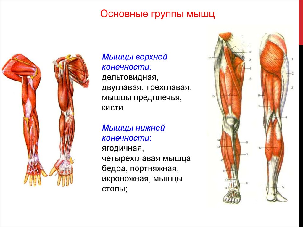 Мышцы нижней. Основные мышцы нижней конечности анатомия. Мышцы верхних и нижних конечностей анатомия. Мышцы верхних конечностей мышцы верхней конечности. Мышцы верхней конечности трехглавая.