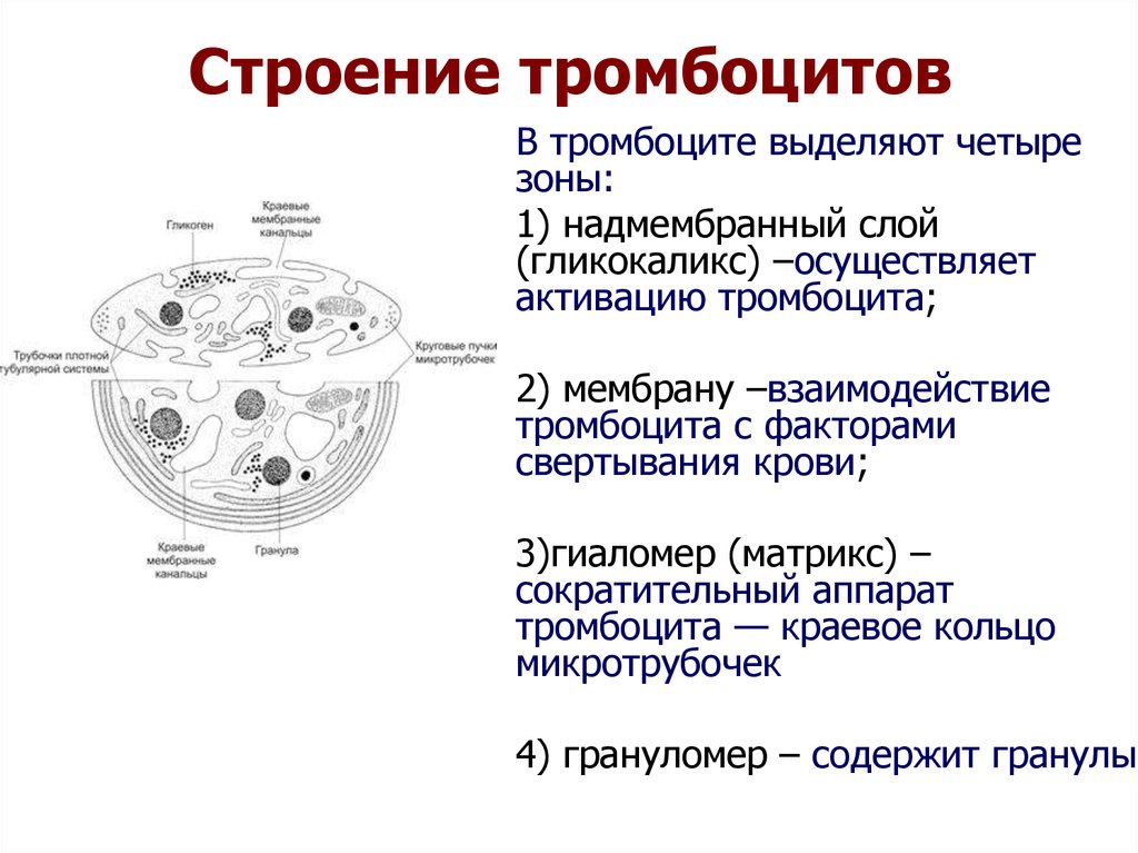 Строение тромбоцитов. Тромбоциты структуры клетки. Тромбоциты строение состав функции. Строение тромбоцита гиаломер. Тромбоциты строение и функции клетки.