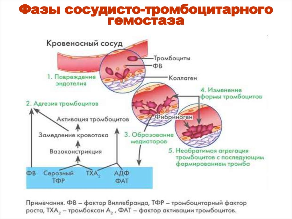 Фазы сосудисто-тромбоцитарного гемостаза