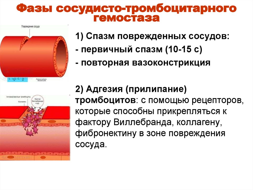 Образование тромба попадание факторов свертывания в плазме. Механизмы тромбообразования сосудисто тромбоцитарный гемостаз. Сосудисто-тромбоцитарный гемостаз: значение, фазы.. Сосудисто-тромбоцитарный гемостаз этапы. Перечислите фазы сосудисто-тромбоцитарного гемостаза.