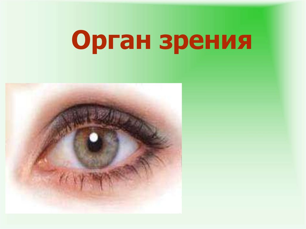 Глаз орган чувств человека. Орган зрения. Глаза орган зрения. Органы чувств зрение. Орган зрения презентация.