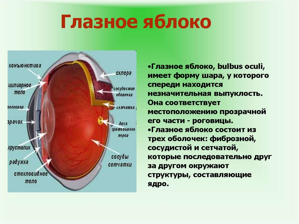 Какой части глазного яблока образуется изображение предмета. Форма глазного яблока человека. Три оболочки глазного яблока. Глазное яблоко состоит из оболочек.