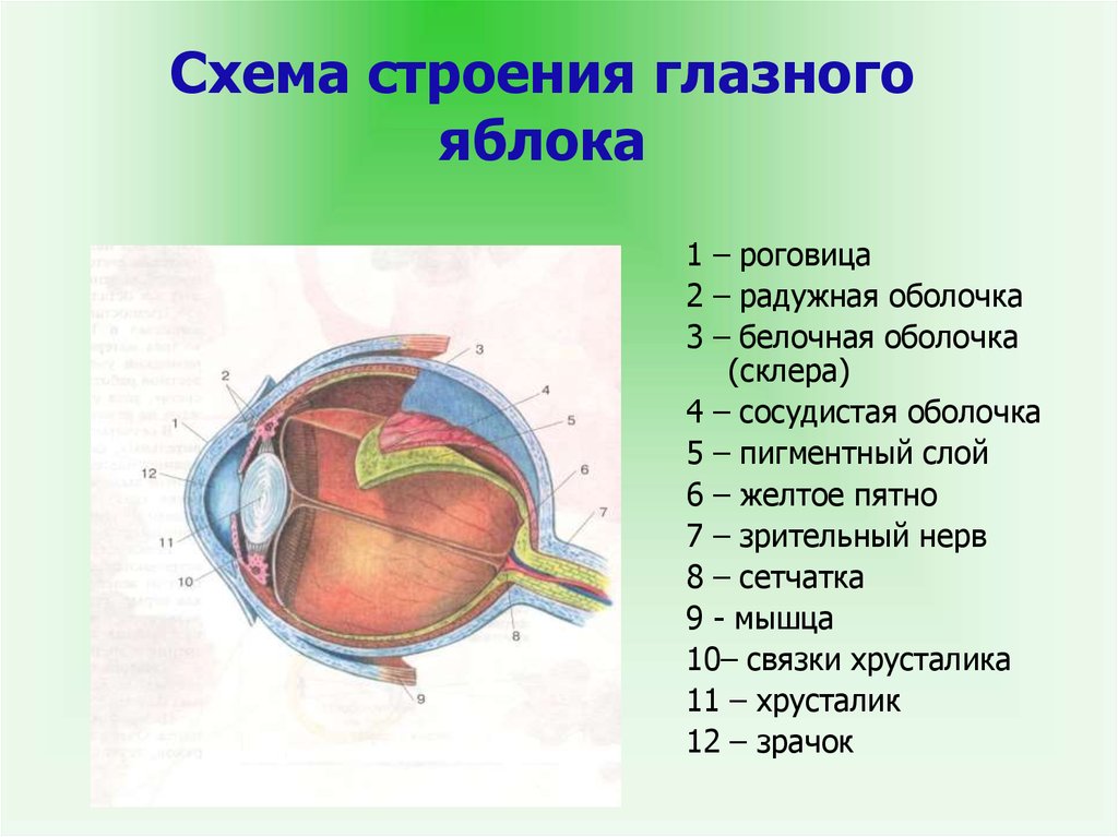 Характеристика оболочки глазного яблока. Оболочки глазного яблока схема. Анатомические структуры глазного яблока. Структурные элементы глазного яблока. Строение оболочек глазного яблока.