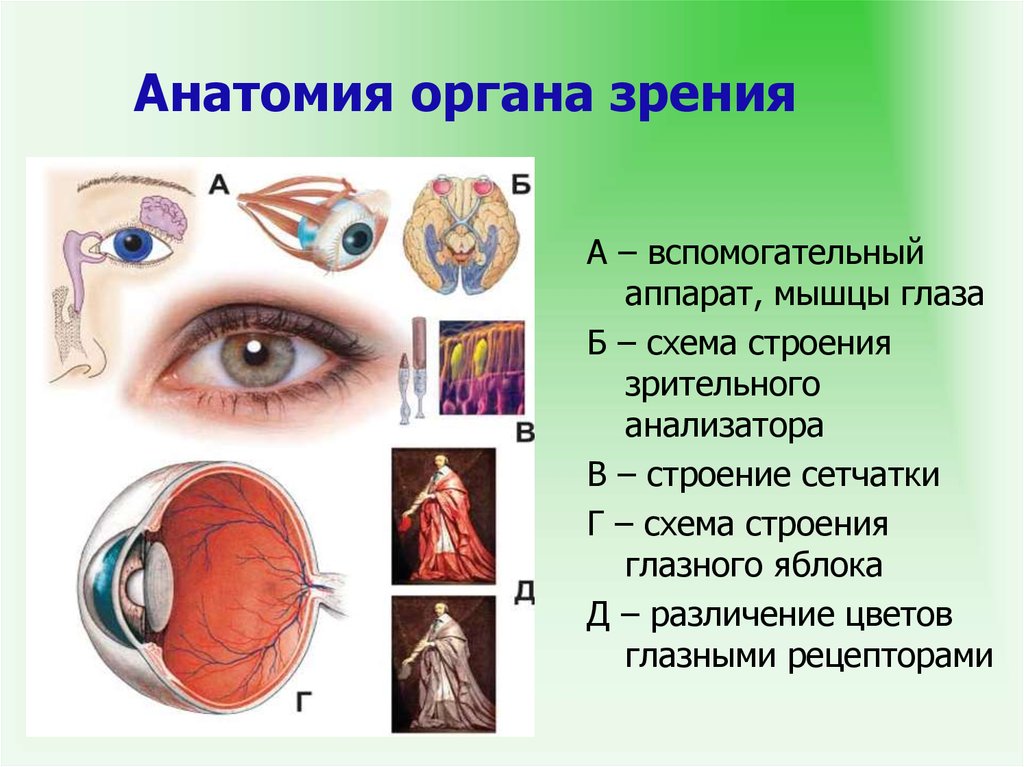Практическая работа строение и работа органа зрения. Зрительный анализатор вспомогательный аппарат глаза. Орган зрения анализатор. Зрительный анализатор анатомия. Орган зрения анатомия.