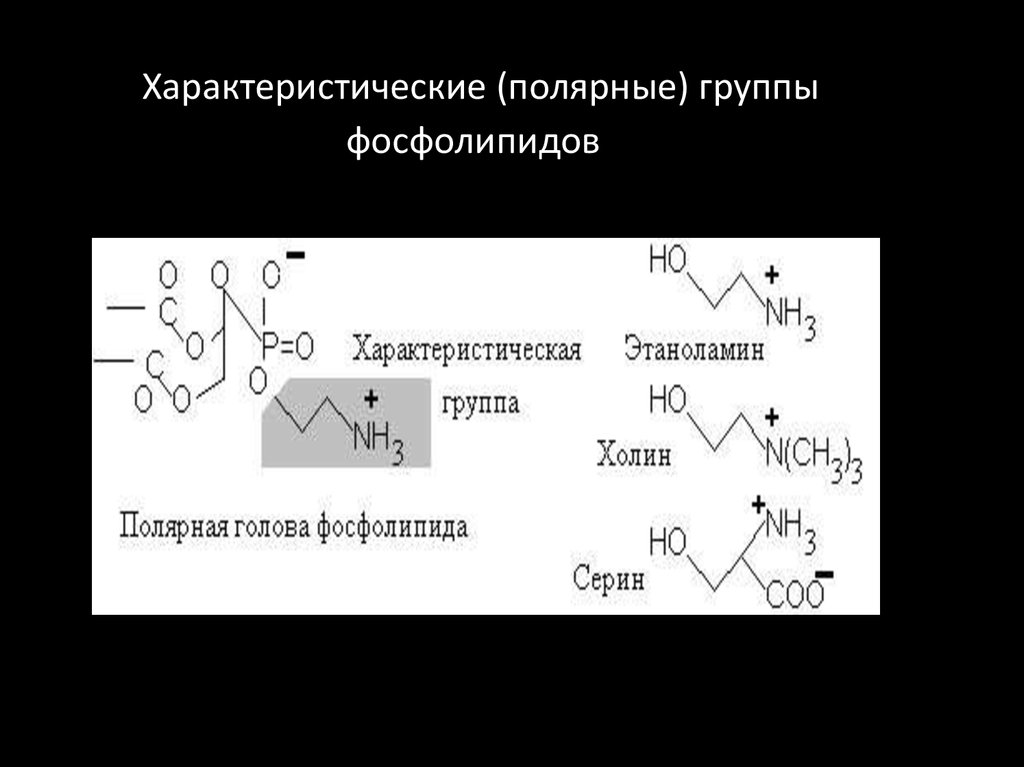 Характеристические (полярные) группы фосфолипидов  
