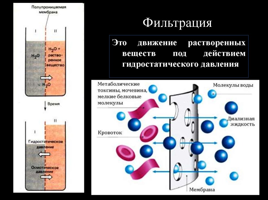 Имеет 2 мембраны. Фильтрация. Фильтрация через мембрану клетки. Фильтрация в мембране клетки. Фильтрация воды через мембрану.