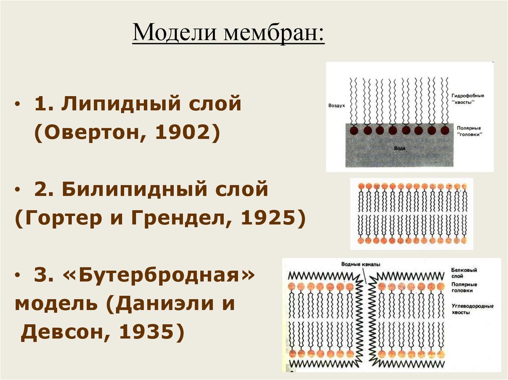 Липидная мембрана. Модель мембраны монослой липидов. Мембрана 2 билипидных слоя. Модели липидных мембран. Модельные липидные мембраны монослойная.