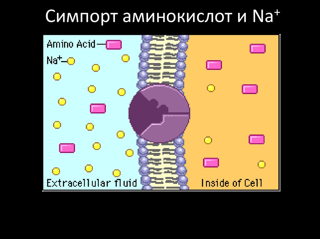 Симпорт аминокислот и Na+