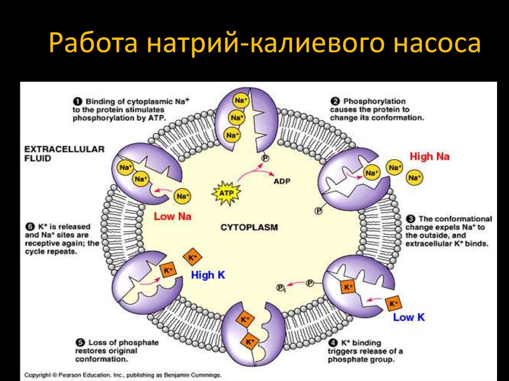 Натрий калиевый насос схема