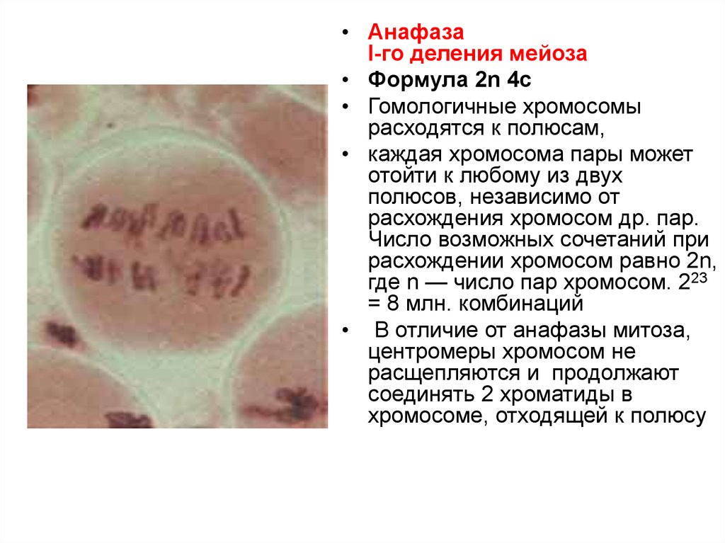 Анафаза мейоза 2. Анафаза мейоза 2 формула. Анафаза деленияфориула. Анафаза 2 деления мейоза. Анафаза формула.