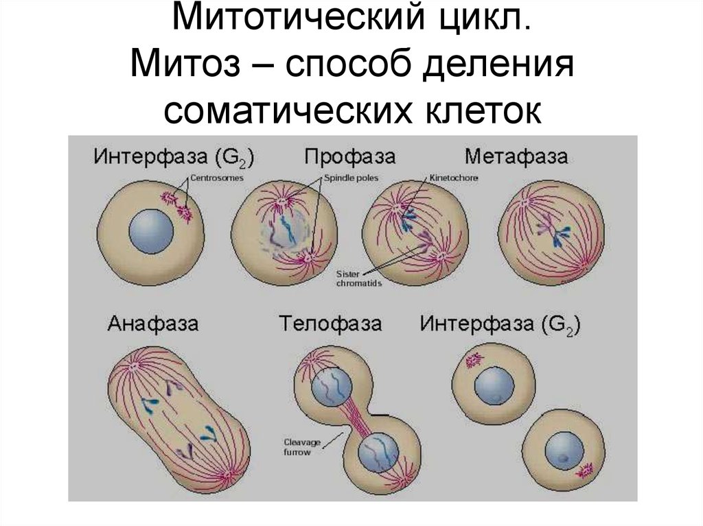 В соматических клетках после митоза. Размножение клеток митоз схема. Схема митоза соматической клетки. Цикл деления клетки митоз. Митотическое деление схема.