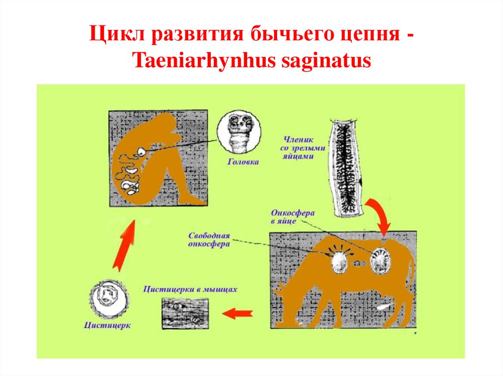 Цикл развития бычьего цепня - Taeniarhynhus saginatus