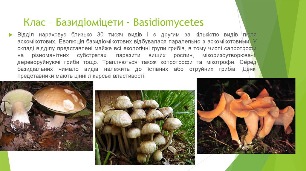 Клас – Базидіоміцети - Basidiomycetes