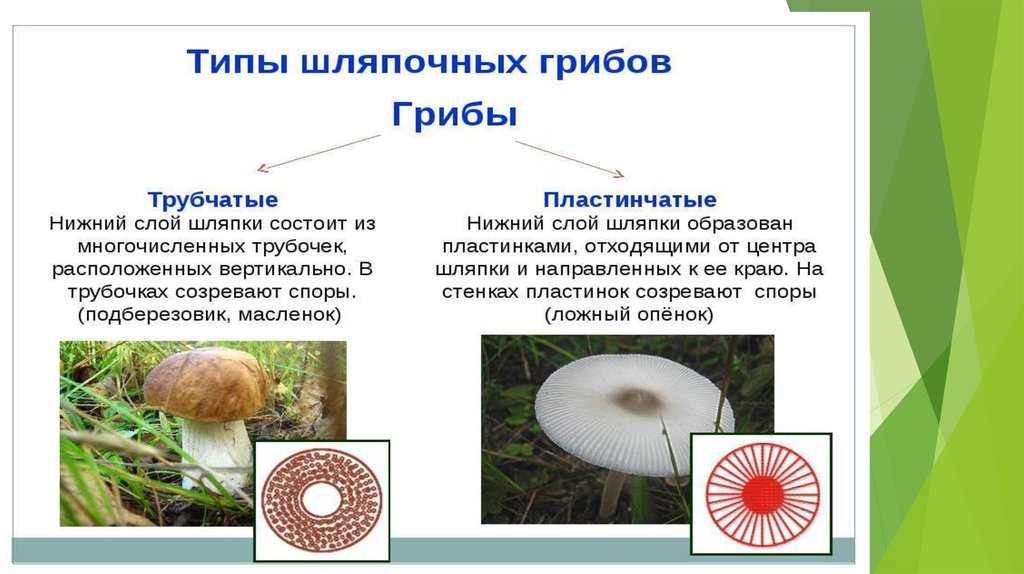 Чем трубчатые грибы отличаются от пластинчатых. Шляпочные грибы трубчатые и пластинчатые. Строение пластинчатых грибов. Строение трубчатых грибов. Строение трубчатых и пластинчатых грибов рисунки.