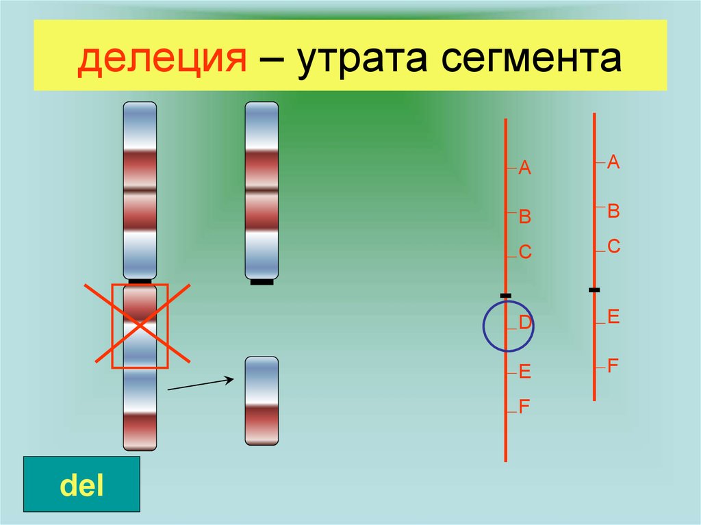 Делеция хромосомы. Делеция. Инверсия. Делеция генов. Делеция утрата.