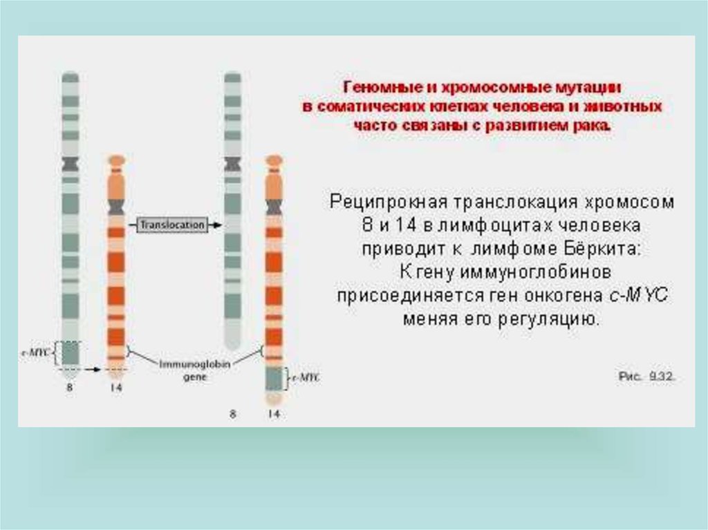 Изменение количества хромосом мутация