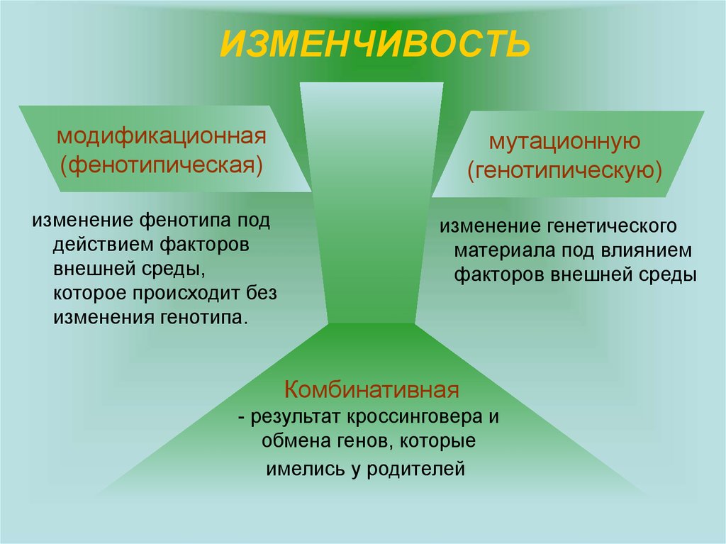 Под действием внешних. Влияние на фенотип мутационной изменчивости. Факторы фенотипической изменчивости. Модификационная изменчивость и фенотипическая изменчивость. Изменение фенотипа.