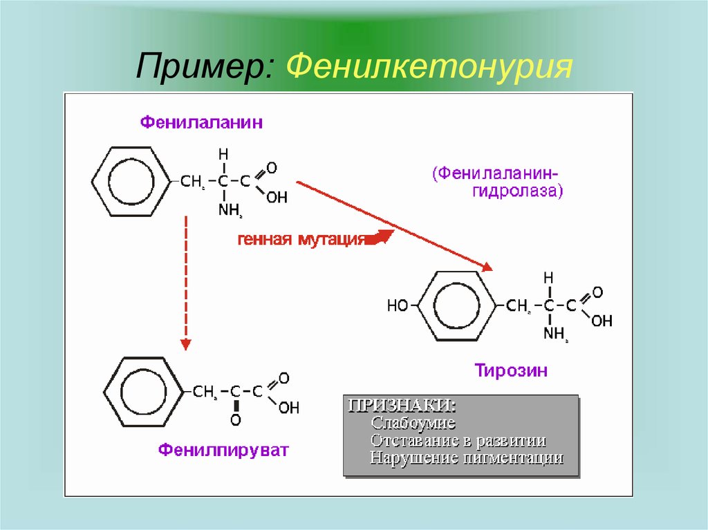 Фенилкетонурия аминокислота. Механизм развития фенилкетонурии схема. Схема превращения фенилаланина при фенилкетонурии. Фенилаланина при фенилкетонурии. Реакция при фенилкетонурии.