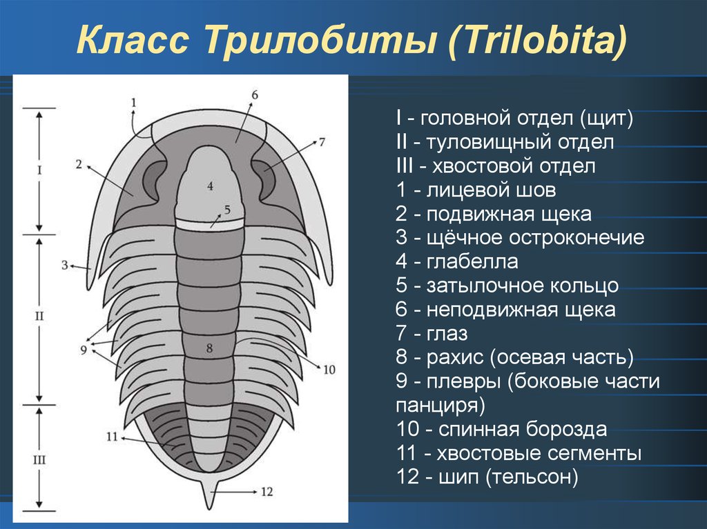 На рисунке изображен трилобит