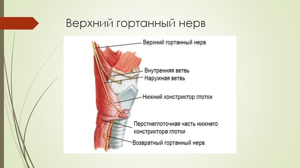 Нерв глотки. Верхний и возвратный гортанный нерв. Возвратный гортанный нерв иннервация. Верхний гортанный нерв топография. Возвратный гортанный нерв, верхний гортанный нерв.