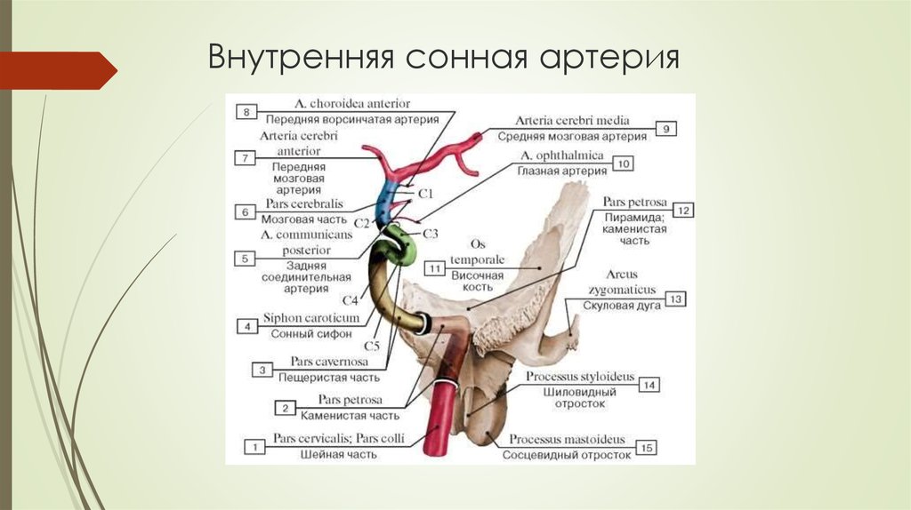 Изгиб вса. Ветви внутренней сонной артерии схема. Топография внутренней сонной артерии. Внутренняя Сонная артерия анатомия части. Отделы внутренней сонной артерии анатомия.