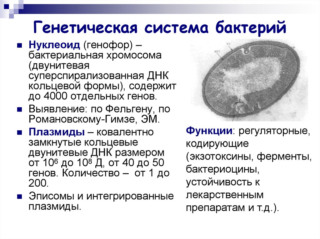 Генетическая система. Нуклеоид бактерий микробиология. Нуклеоид это в микробиологии. Нуклеоид бактерий метод выявления. Нуклеоид бактерий состав.