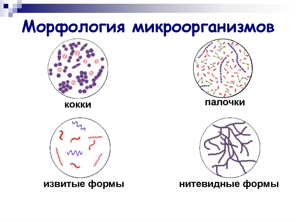 Морфология микроорганизмов