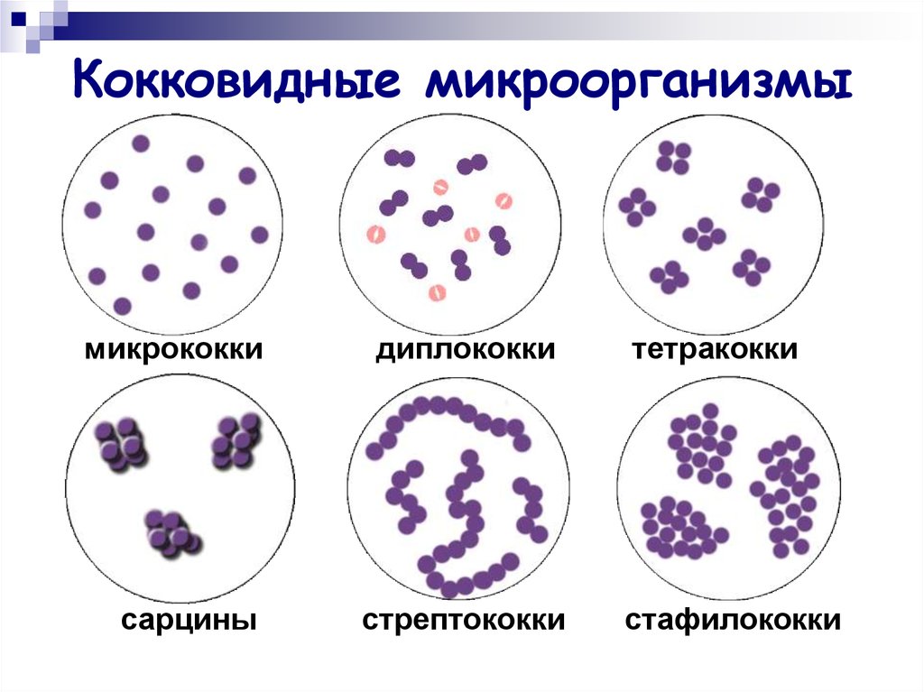 Классификация микроорганизмов морфология микроорганизмов презентация