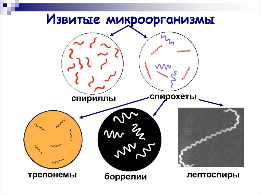 Извитые микроорганизмы
