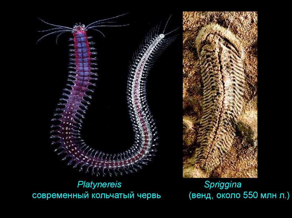 Эволюция органов и функций. Сприггина. Виды кольчатых червей. Кольчатые черви влажные препараты. Platynereis.