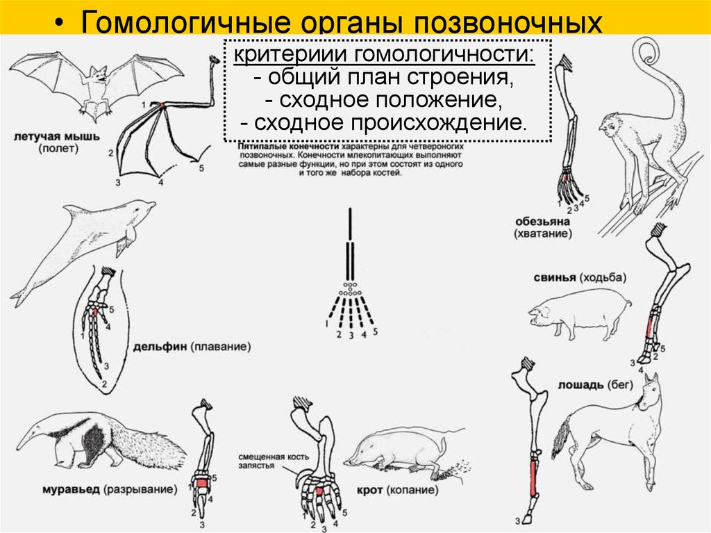 Появление в процессе эволюции пятипалых конечностей. Гомологичные органы позвоночных. Общий план строения позвоночных. У лошади гомологичная конечность. Таблица гомологичные органы функции происхождение.