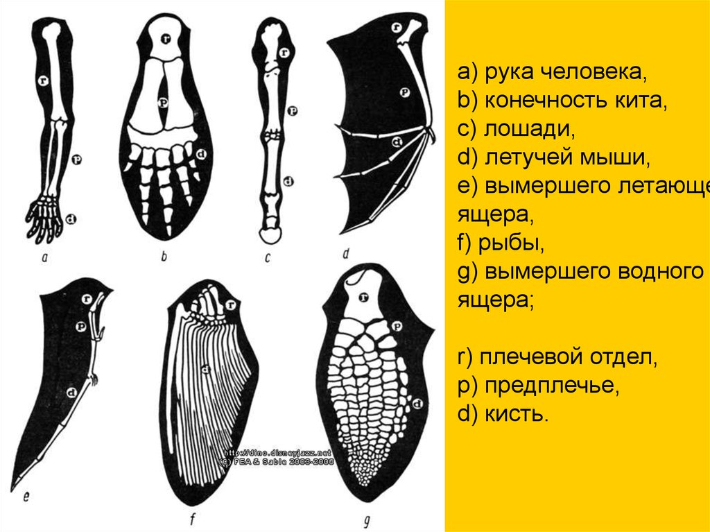 Гомологичные органы крыло птицы и ласты кита. Эволюция скелета конечностей у позвоночных. Сравнительная анатомия доказательства эволюции. Сравнительно анатомические доказательства эволюции животных. Доказательство эволюции сравнительно Анатомическое доказательство.