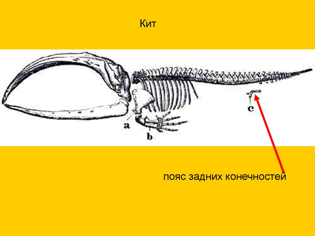 Конечности питона рудимент. Скелет кита задние конечности. Пояс задних конечностей. Пояс задних конечностей у китообразных. Тазовый пояс китообразных.