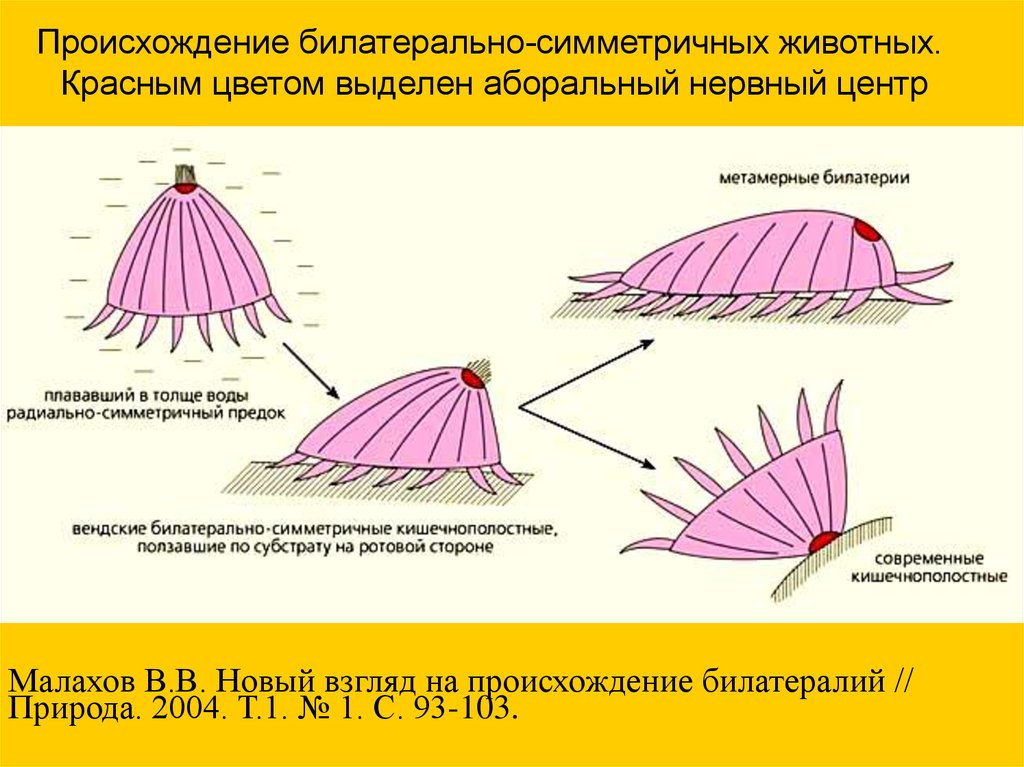 Билатерально синхронная вспышка