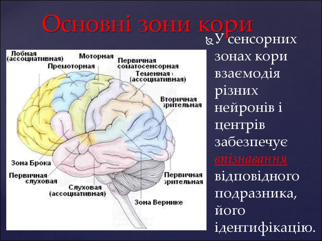 Двигательная зона головного мозга. Премоторные зоны коры головного мозга. Премоторные отделы головного мозга. Двигательная зона лобной доли.