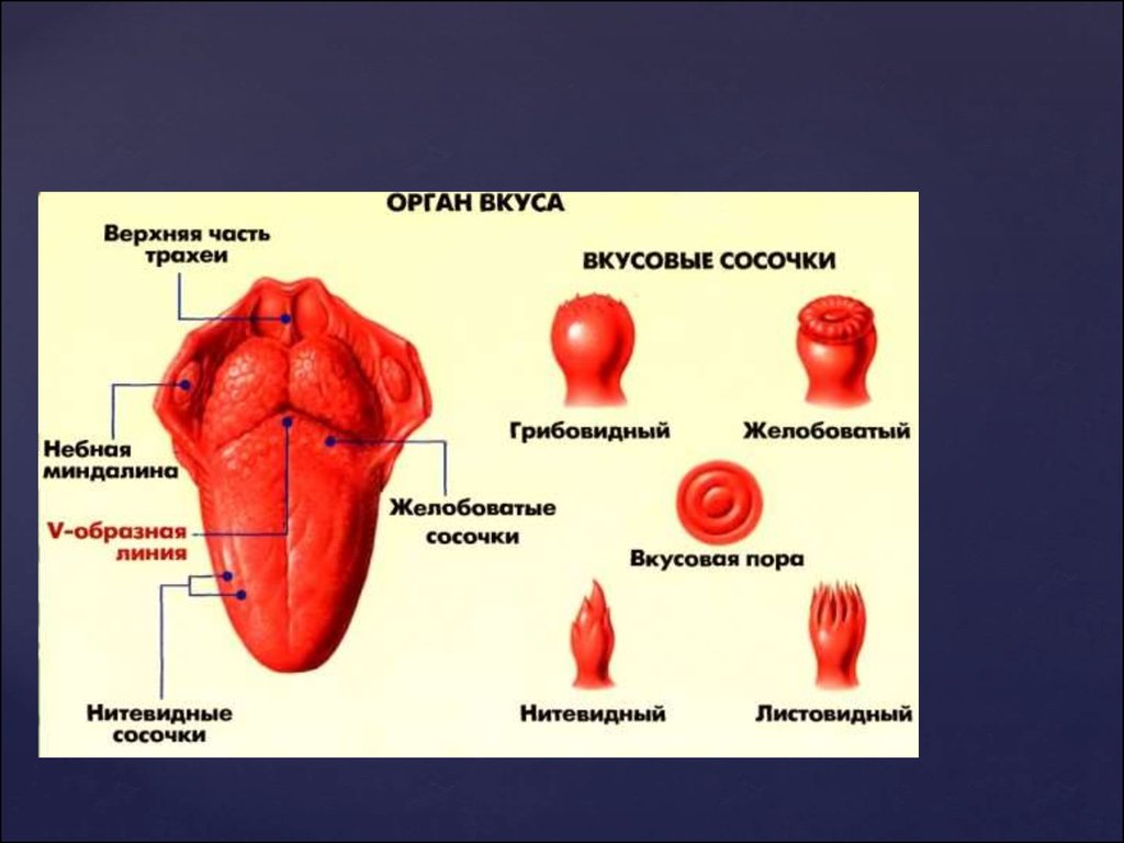 Вкус вид. Строение органа вкуса и виды вкусовых сосочков. Строение органа вкуса. Вкусовой сосочек. Рецепторы языка анатомия. Строение вкусовых рецепторов анатомия.