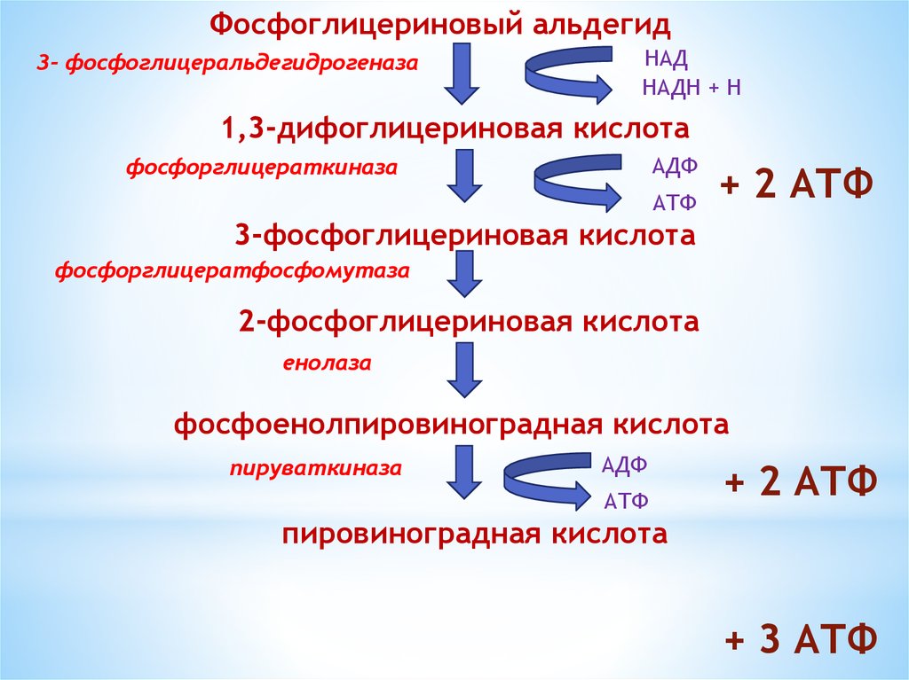 1 3 кислоты 2 6 кислоты. Трифосфоглицеририновый альдегид. 3 Фосфоглицериновый альдегид. Фосфоглицериновый альдегид формула. Окисление фосфоглицеринового альдегида.