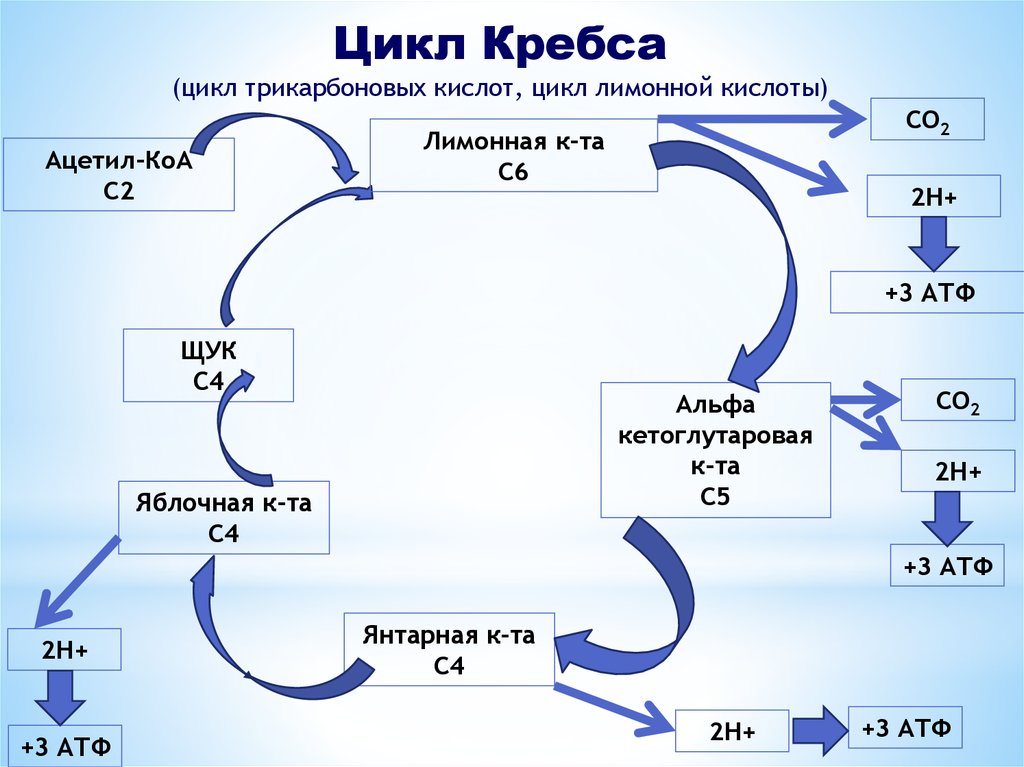 Цикл Кребса схема с АТФ. Цикл Кребса этапы биохимия. 2 реакция цикла кребса