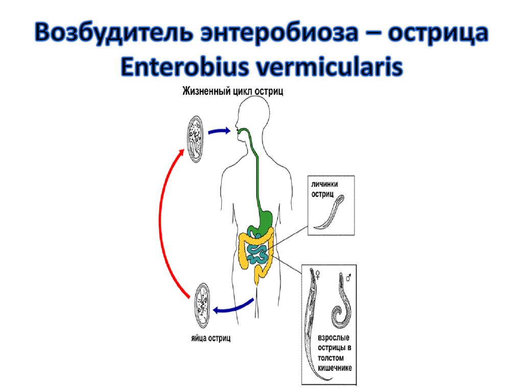 Жизненный цикл возбудителя. Цикл развития острицы. Цикл развития острицы схема. Жизненный цикл острицы схема. Enterobius vermicularis жизненный цикл.