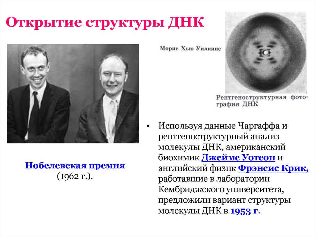 Строение днк презентация