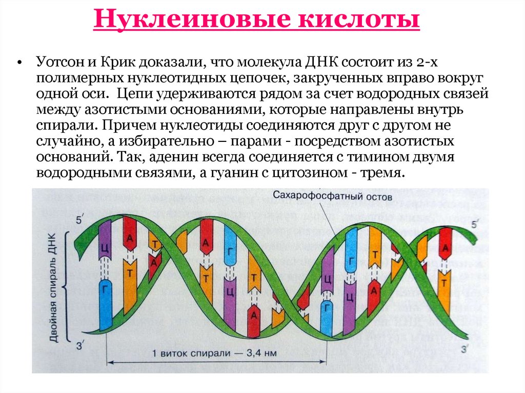 Нуклеиновые кислоты просто. Нуклеиновые кислоты биология 9 класс. Клиновые кислоты презентация 9 класс. Нуклеиновые кислоты структура ДНК. Дезоклеиновая кислота.