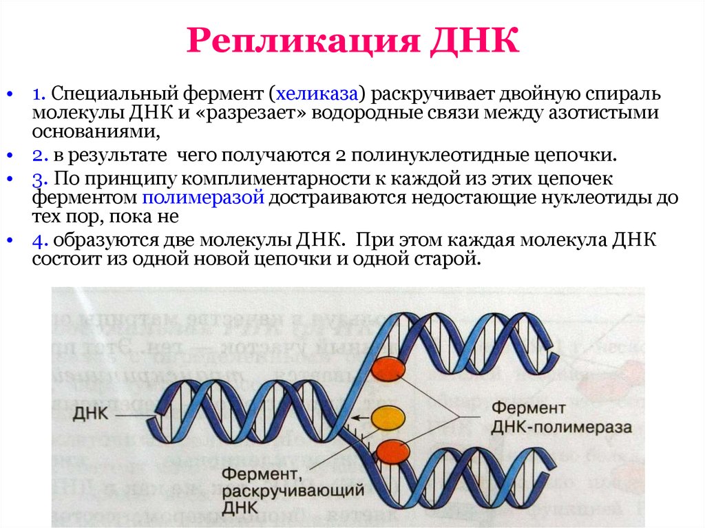 Рнк бактерии. Как происходит репликация ДНК. Репликация ДНК ферменты участвующие в репликации. Репликация (редупликация, удвоение ДНК). Процесс репликации ДНК.