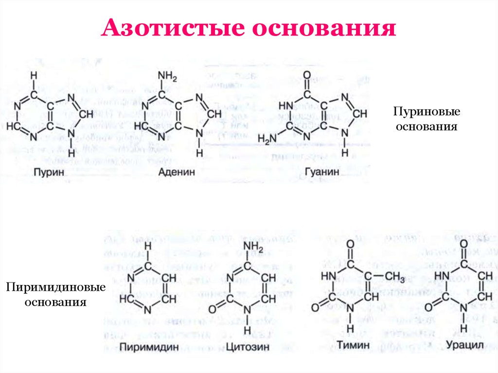 Соединение азотистых оснований. Формулы всех азотистых оснований. 5 Азотистых оснований формулы. Строение пиримидиновых азотистых оснований. Структурные формулы азотистых оснований.