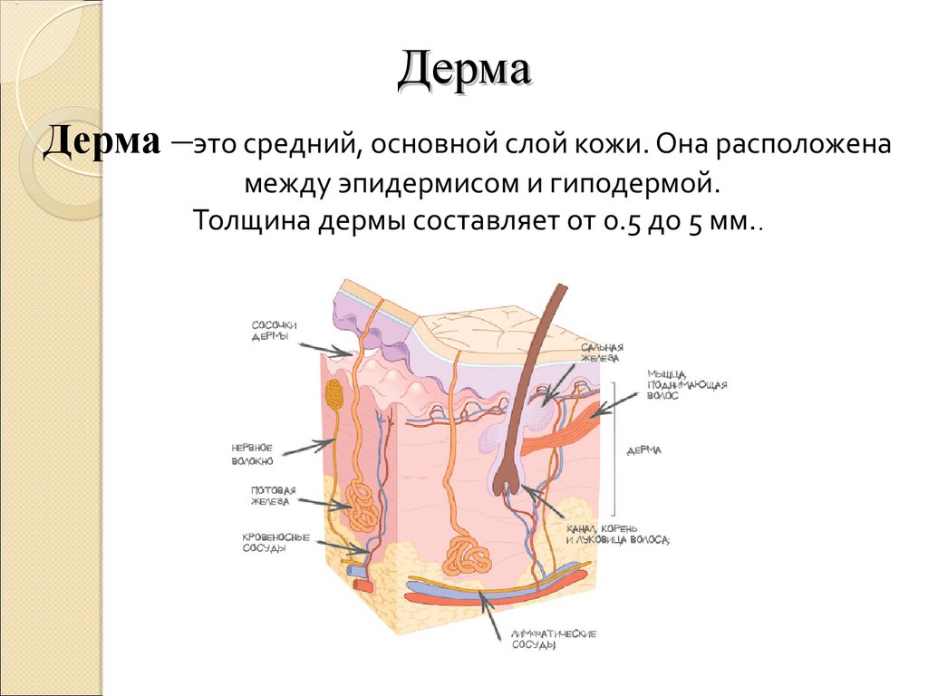 Дерма на рисунке