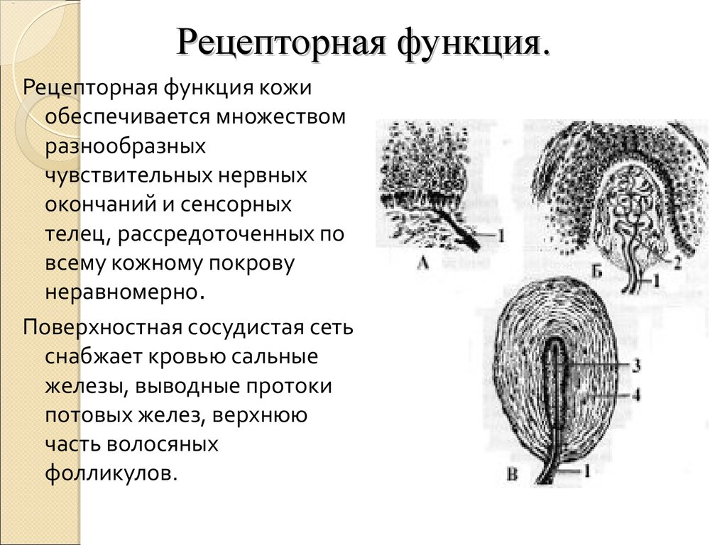 В чем проявляется рецепторная функция кожи кратко. Рецепторная функция кожи. Рецепторные нервные окончания гистология. Нервные окончания волосистой части головы.