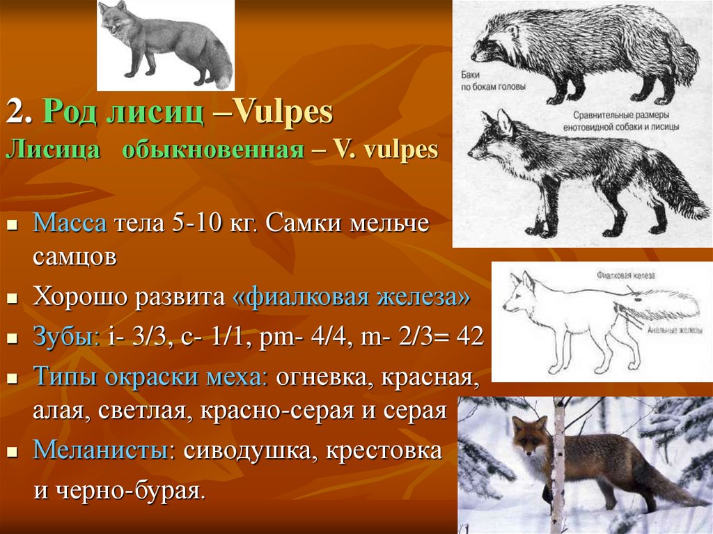 Систематическое положение лисицы. Классификация лисы. Классификация лисы обыкновенной. Род лисица обыкновенная. Классификация животных лиса обыкновенная.