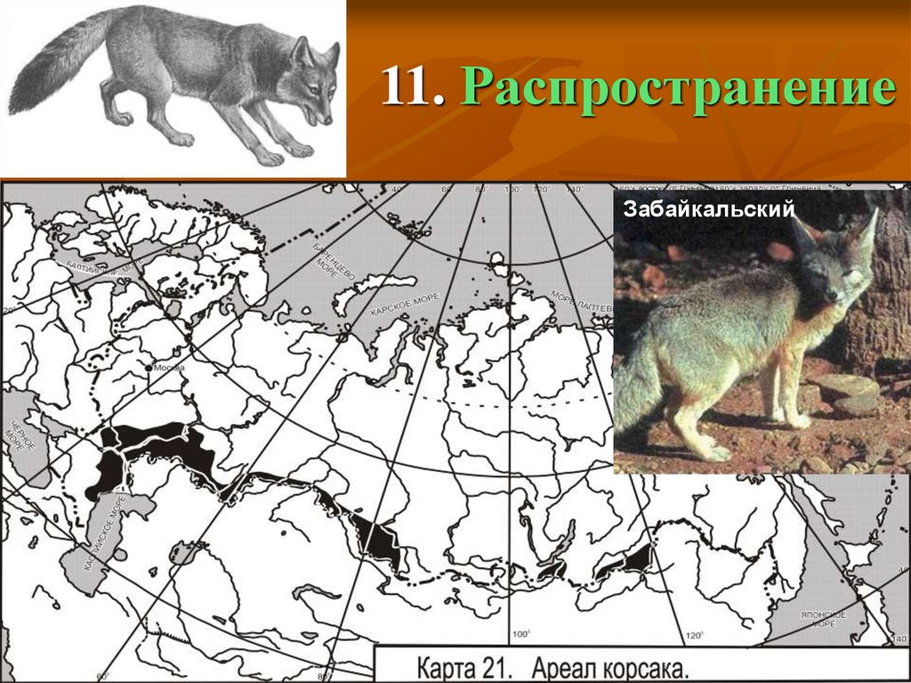 Виды ареала животные